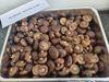 Canned Shiitake Mushroom